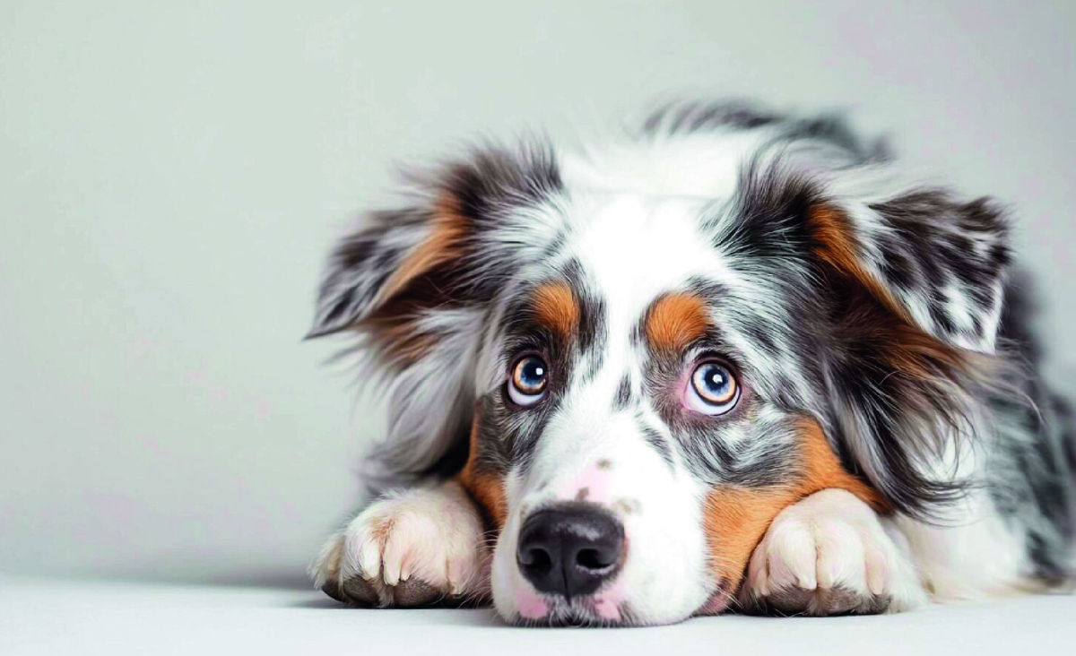 Фото: vecteezy.com, Florina Ene.