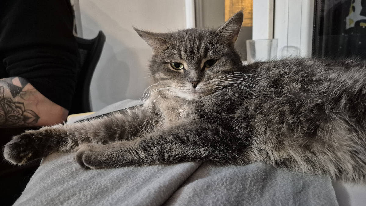 была подобрана с улицы. Как и моя, впрочем