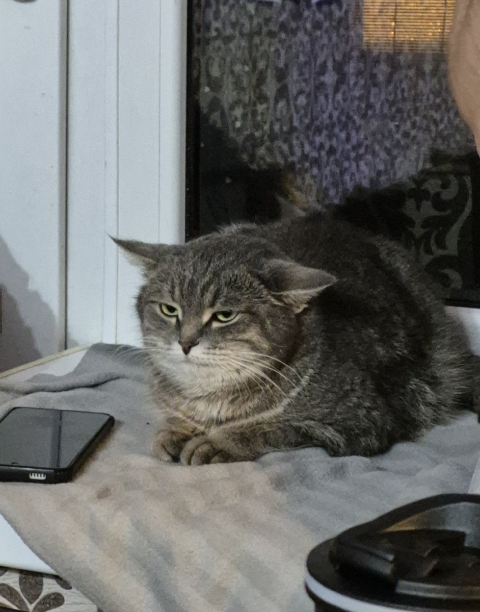 кошка Димаса