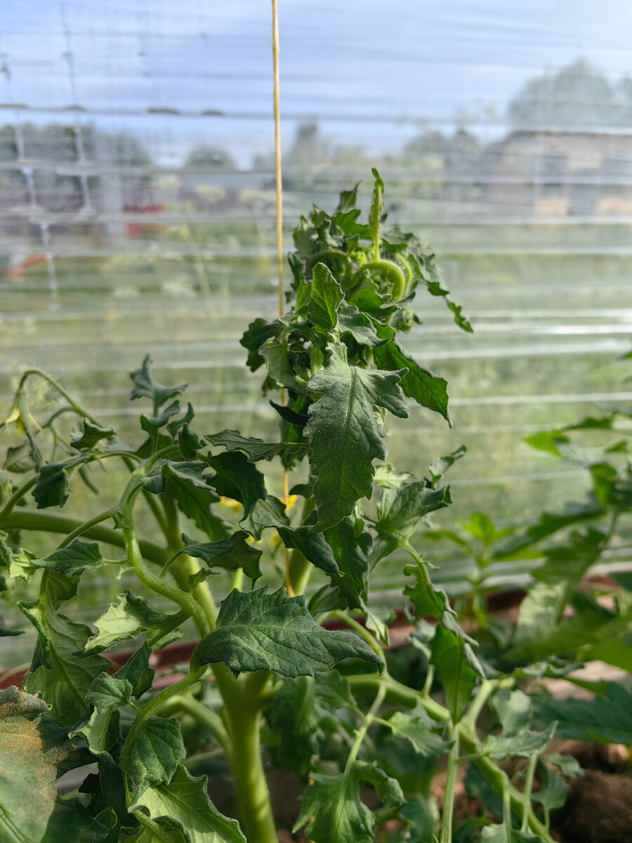 кудрявые макушки у жирующих томатов