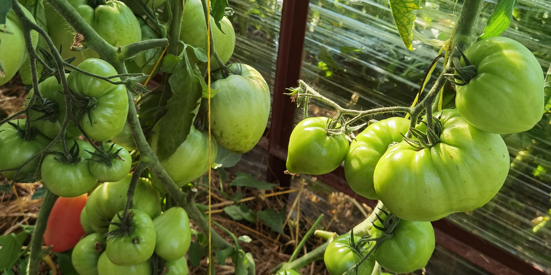 Схемы обработок и подкормок томатов