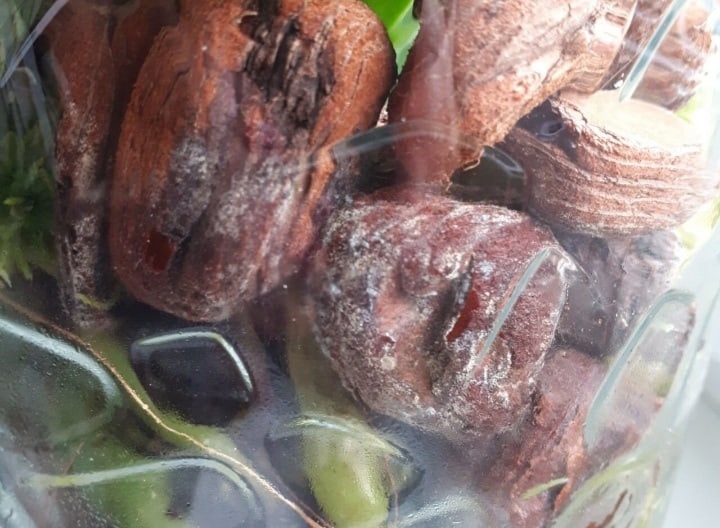 Пример плесени в горшке с варёной корой