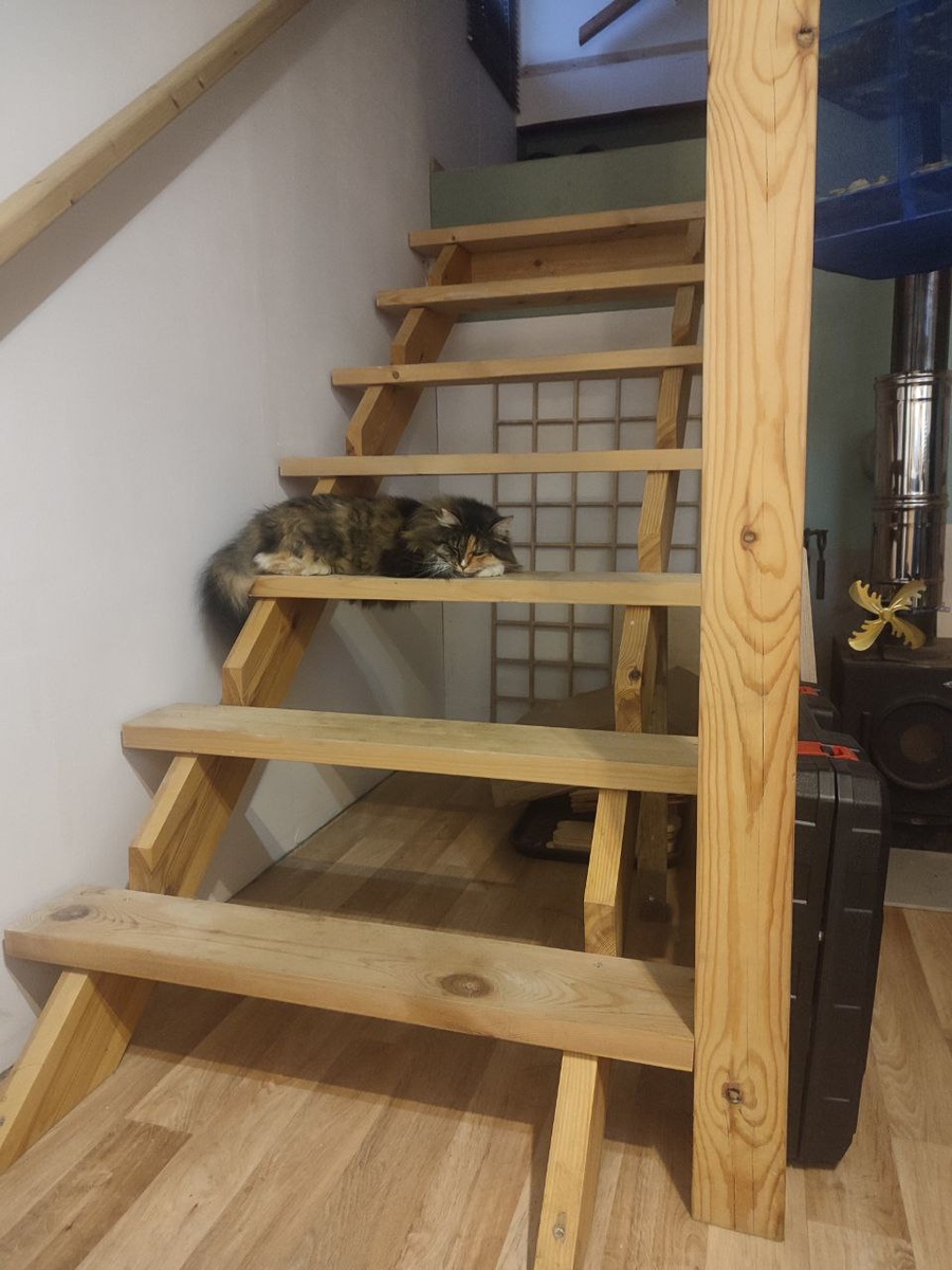 Новый член нашей семьи - кошка Машка (пришла котенком на участок)