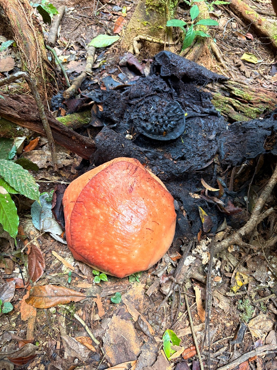Бутон почти готов к цветению - видны сформировавшиеся лепестки. Позади бутона - отцветшая раффлезия, в которой созревает плод.  