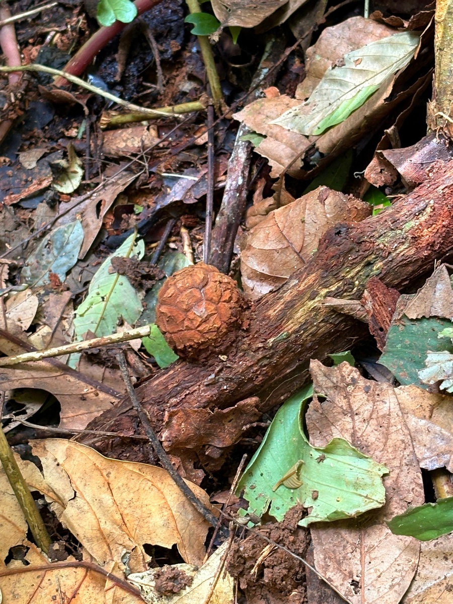 На поверхности растения-хозяина появился бутон 