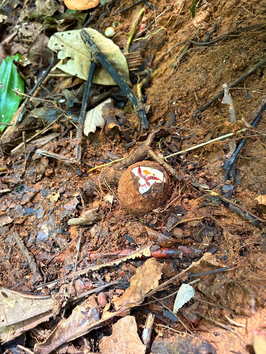 Бутон начинает созревать