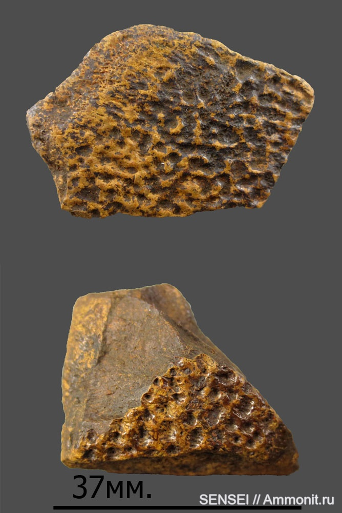 Пластина панциря трионикса из Краснодарского края, фото Вадима Подвинцева