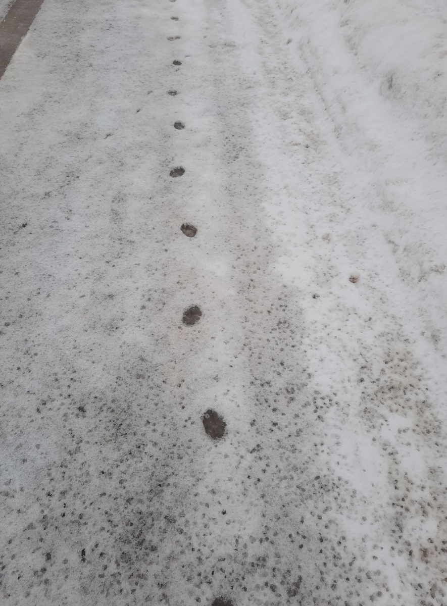 По лисьим следам. Фото автора 