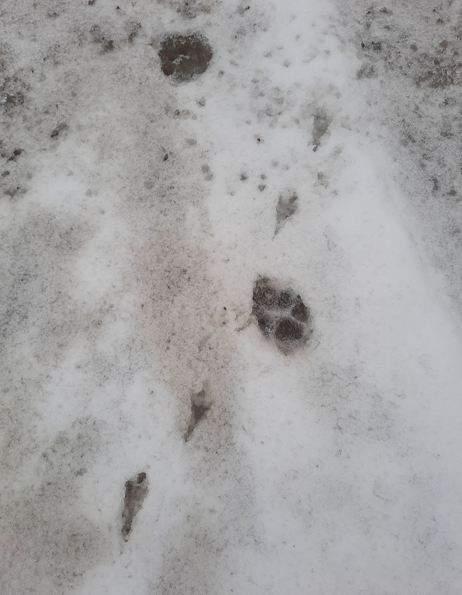 Ворона и лиса. Сорока наследила... Фото автора 