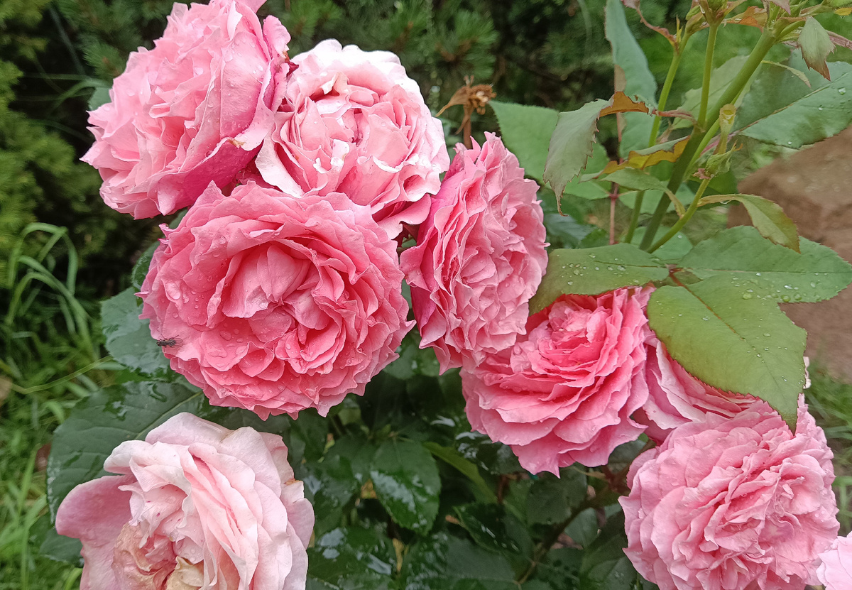 Коралл Жели