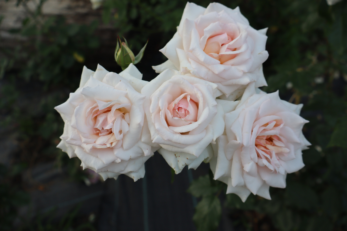 Пэнни Лэйн, плетистая