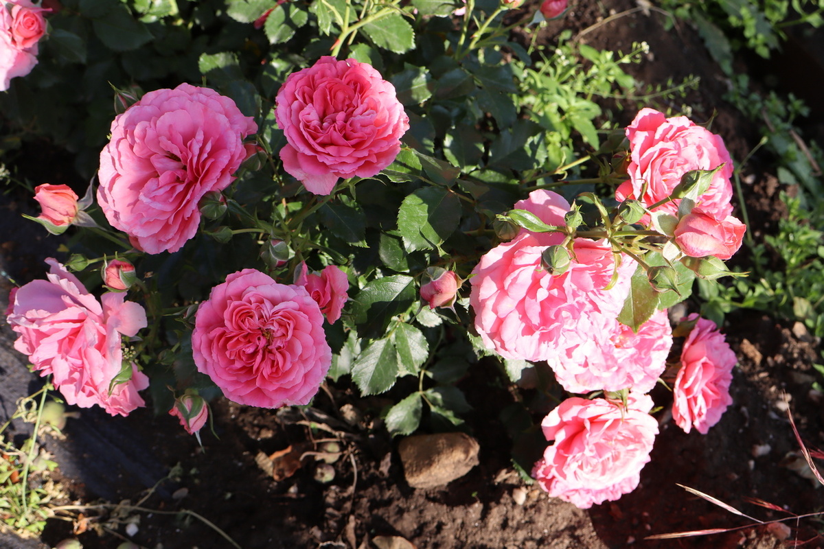 Розариум Ютерсен, плетистая