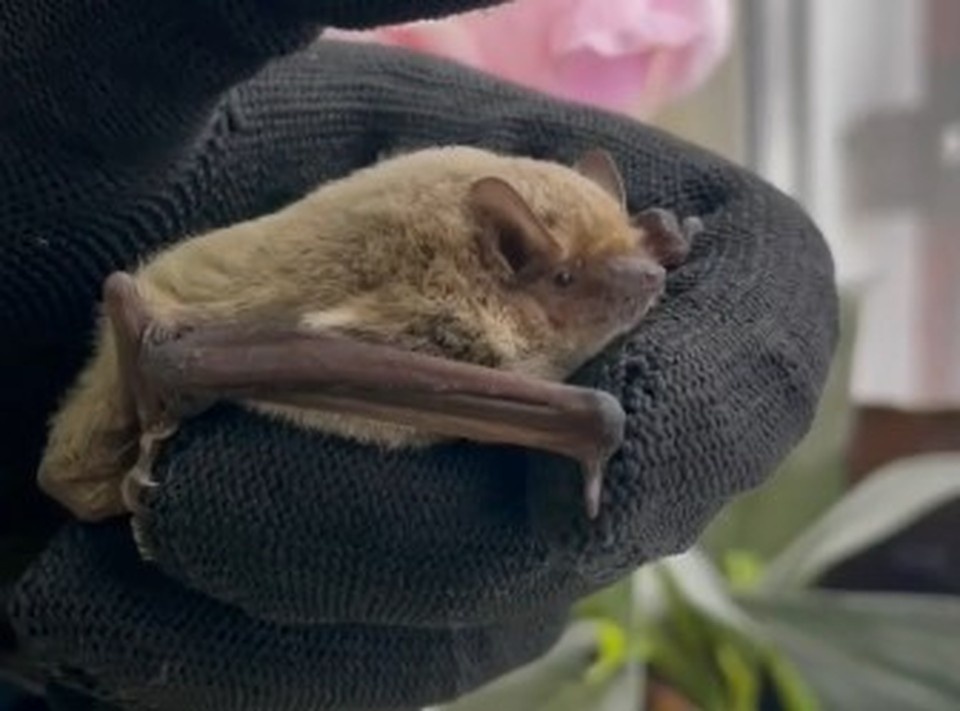    В зимнее время зверек не смог бы выжить на улице самостоятельно. Скриншот видео, предоставленного Липецким зоопарком.