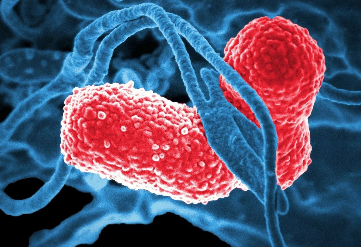     Фото: pxhere.com