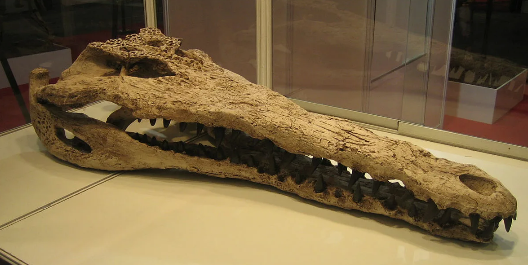 Все виды ВЫМЕРЩИХ ГАВИАЛОВ. 2-часть.