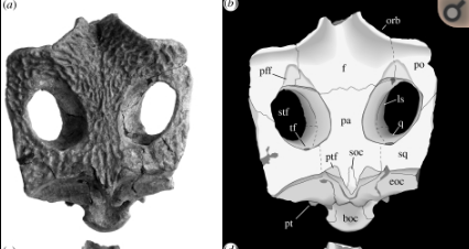 АКТИОГАВИАЛИС (Aktiogavialis) (фото черепа)