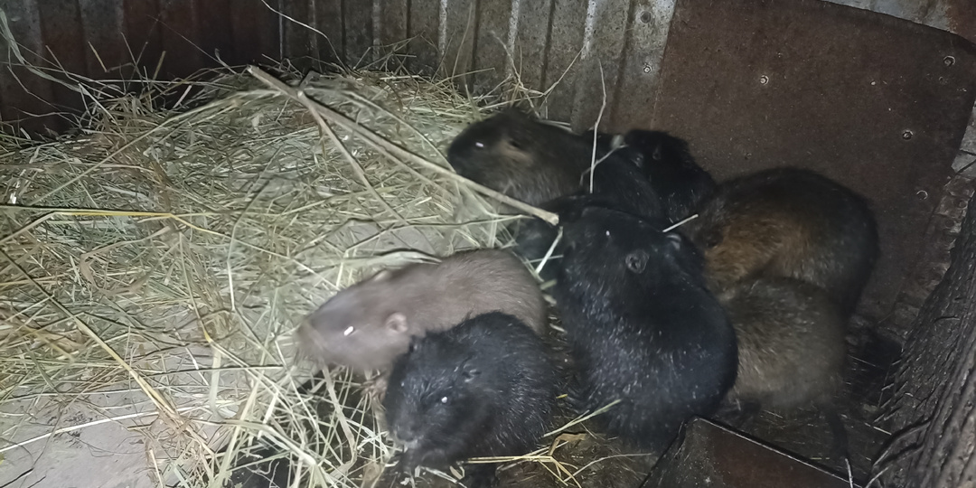 Как зимуют наши НУТРИИ на Кубани.