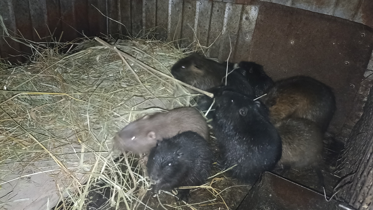 Нутрята осматривают новый "теплый пол"