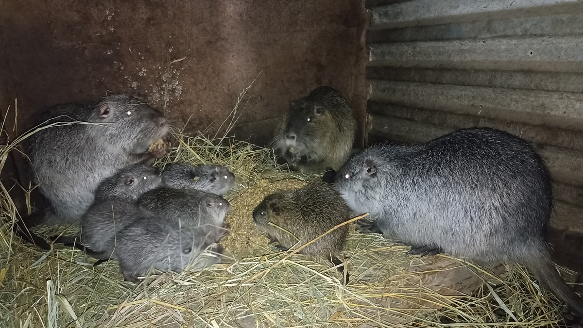 Нутрии в клетке 