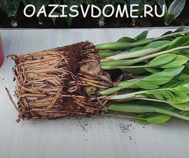 Долларовое дерево (замиокулькас) перед посадкой в новый горшок