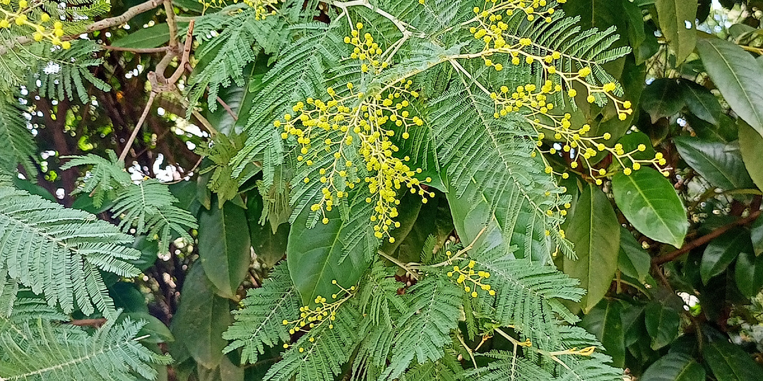 В дендропарке "Южные культуры" , Ф Т Сириус, 7 января 2026 год