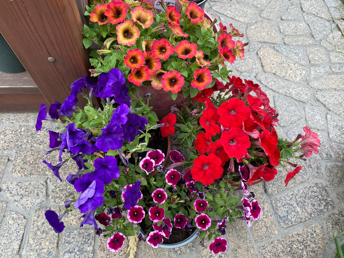 Вегетативные петунии, фото автора