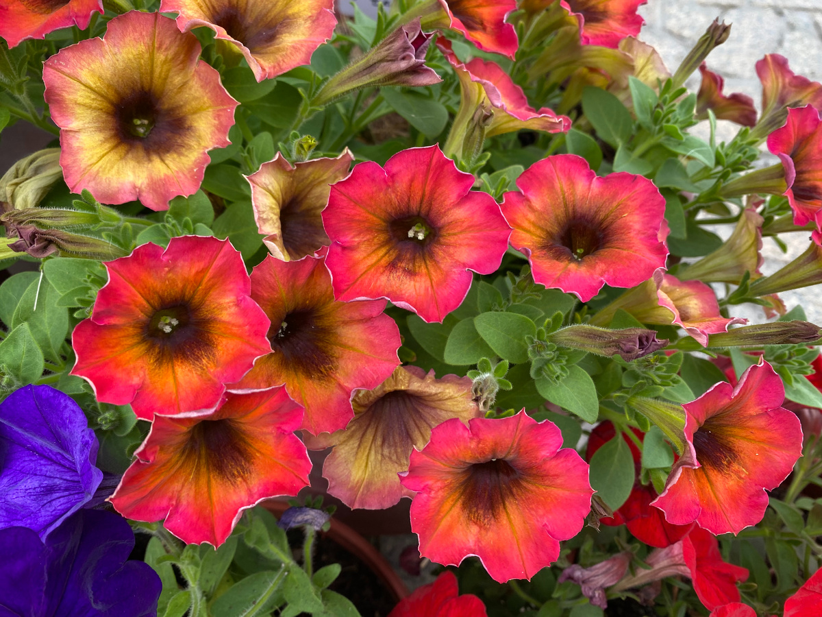 Петуния Каскадиас Аризона Скай, фото автора