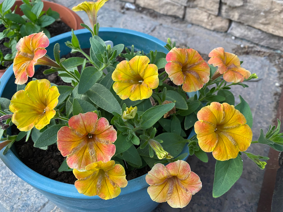 Петуния Каскадиас Индиан Саммер, фото автора