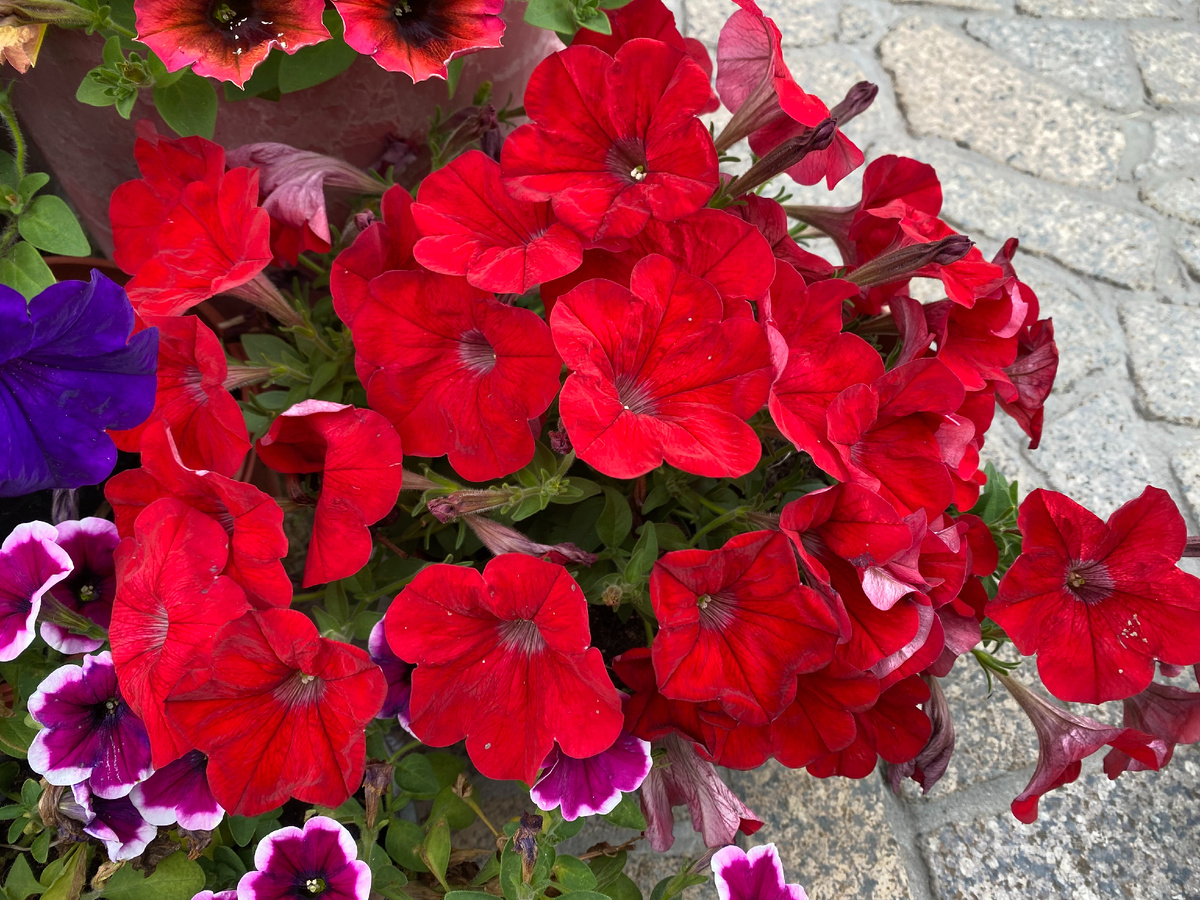 Петуния Каскадиас Чили Ред, фото автора
