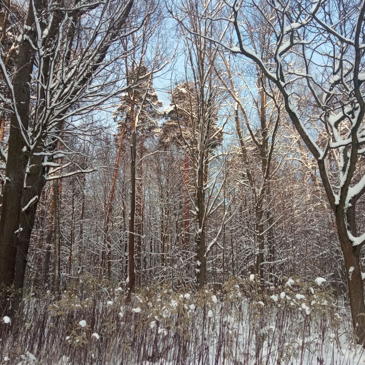 Лес не наш, Москва