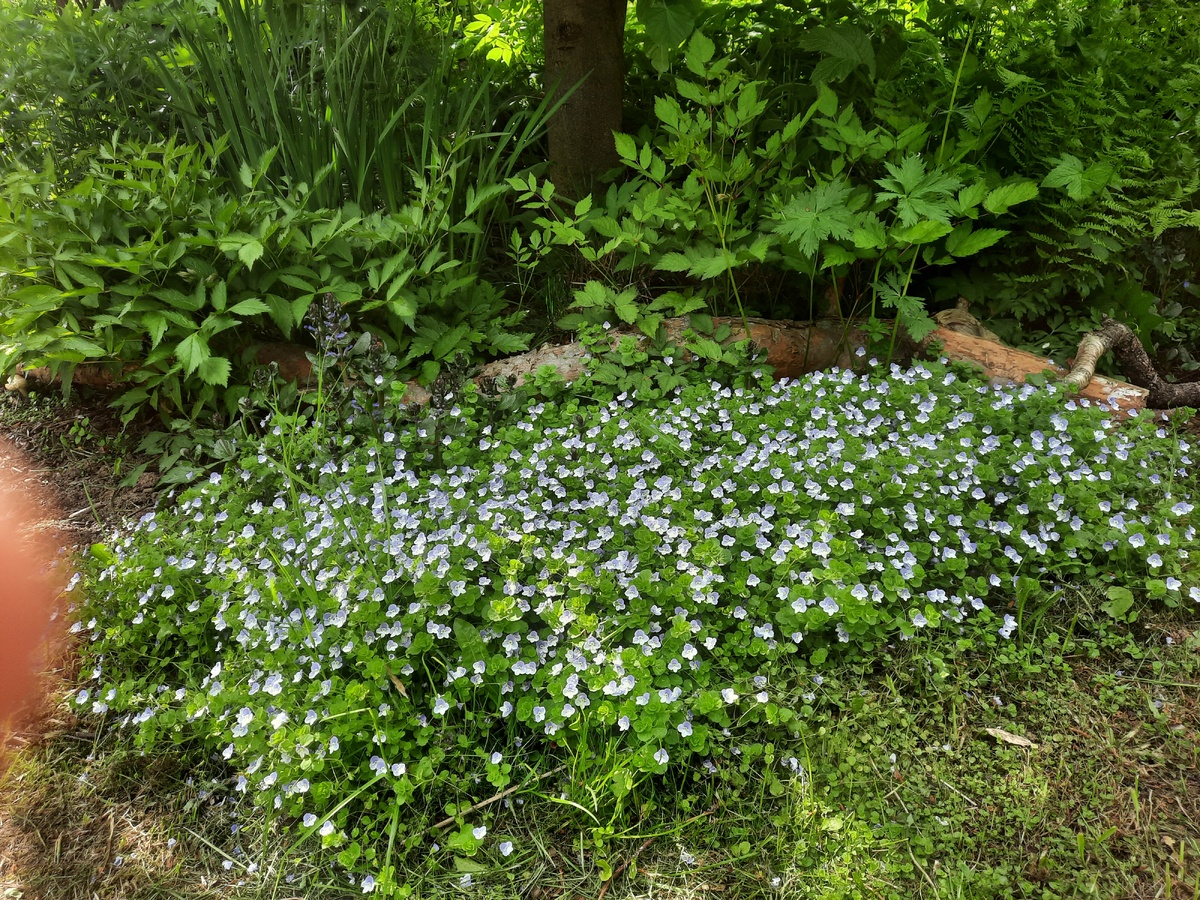 вероника нитевидная (сорняк страшный)