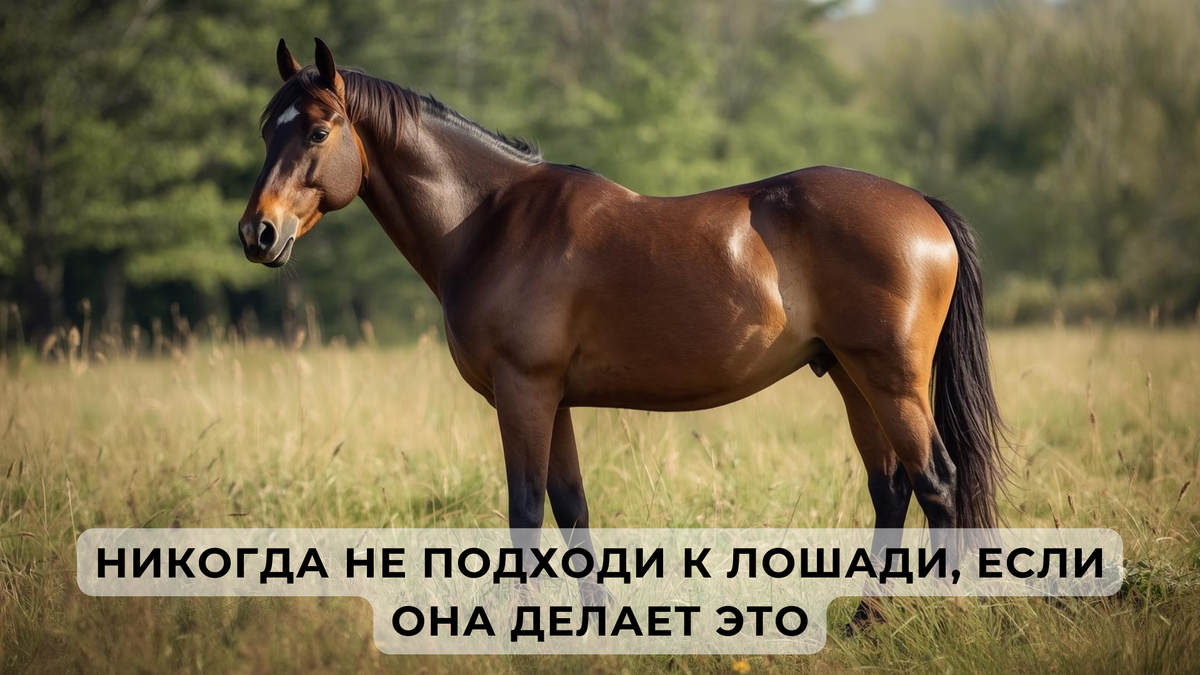 Иногда внешнее спокойствие лошади говорит не о комфорте, а о состоянии, в котором подходить к ней — плохая идея.