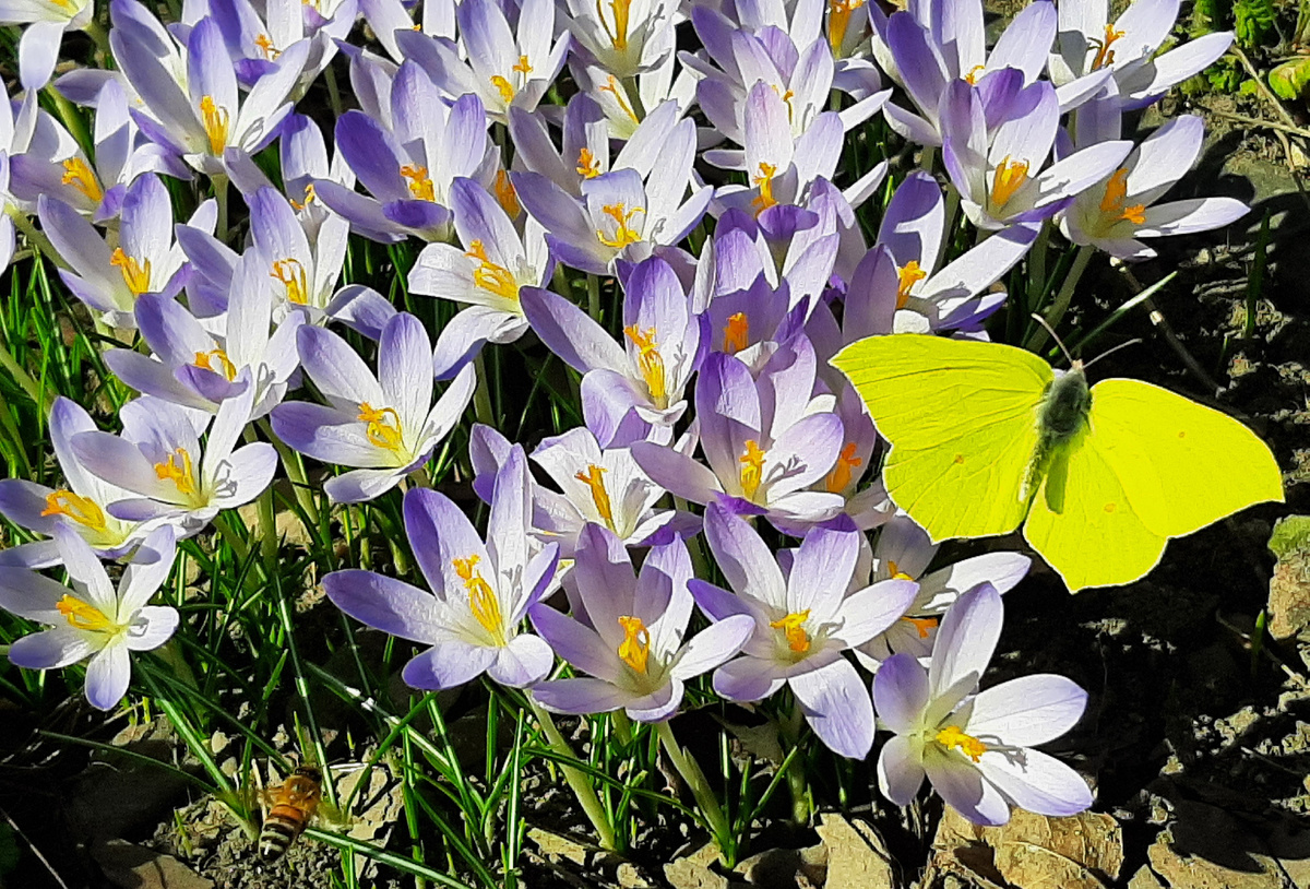 Яркая лимонница