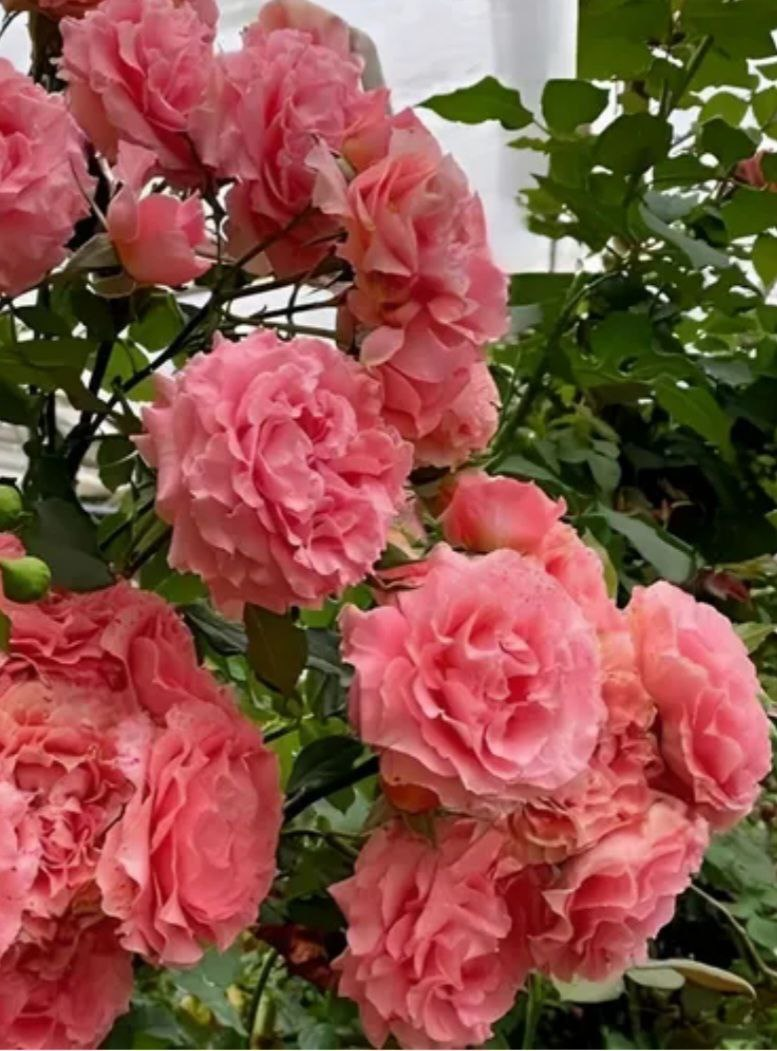 Роза Коралл Желе.