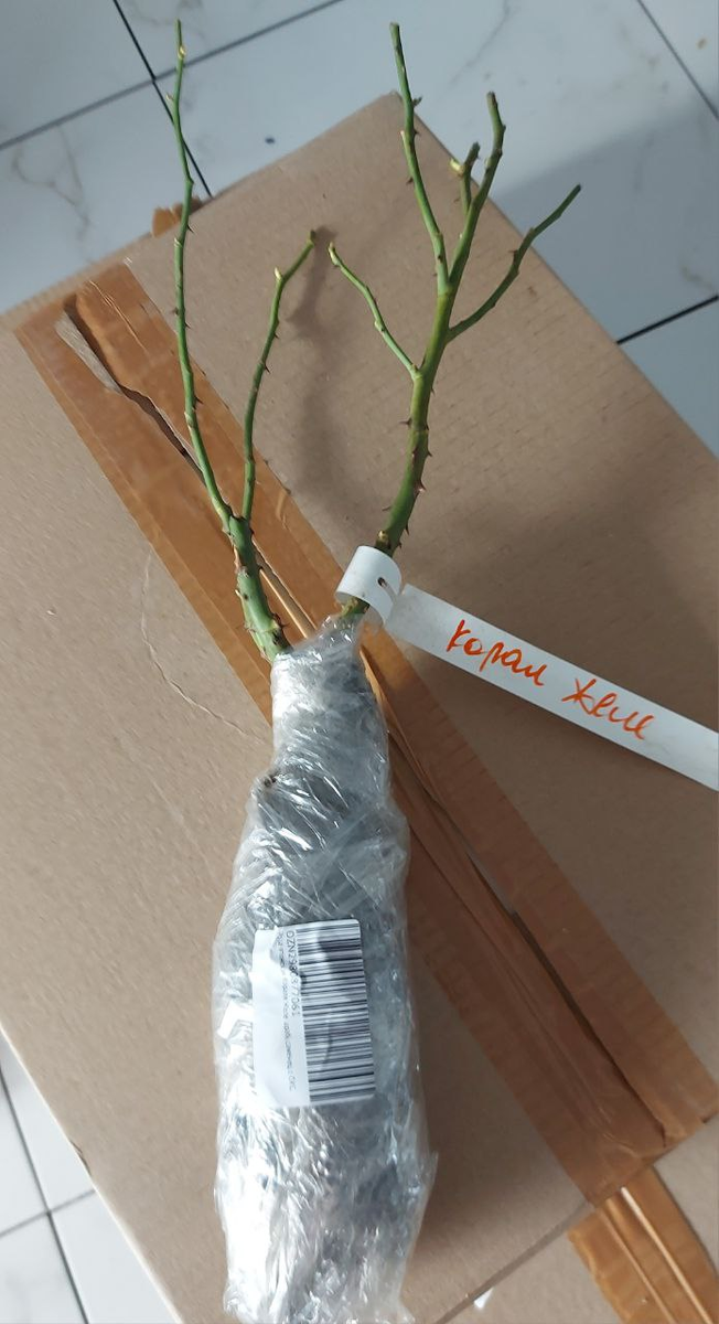 Саженец Коралл Желе с Озона.