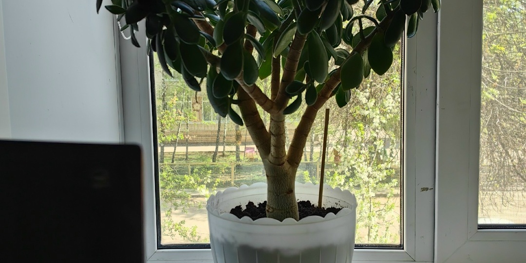 В таком горшке ваше денежное дерево погибнет. Рассказыываю, как подобрать правильный горшок для толстянки.