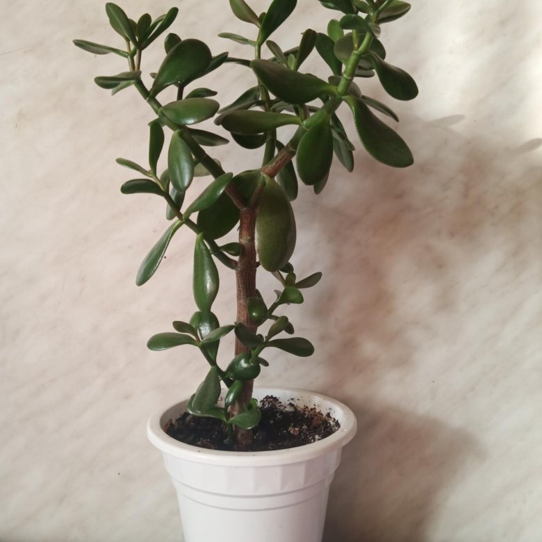 Фото с Интернета.