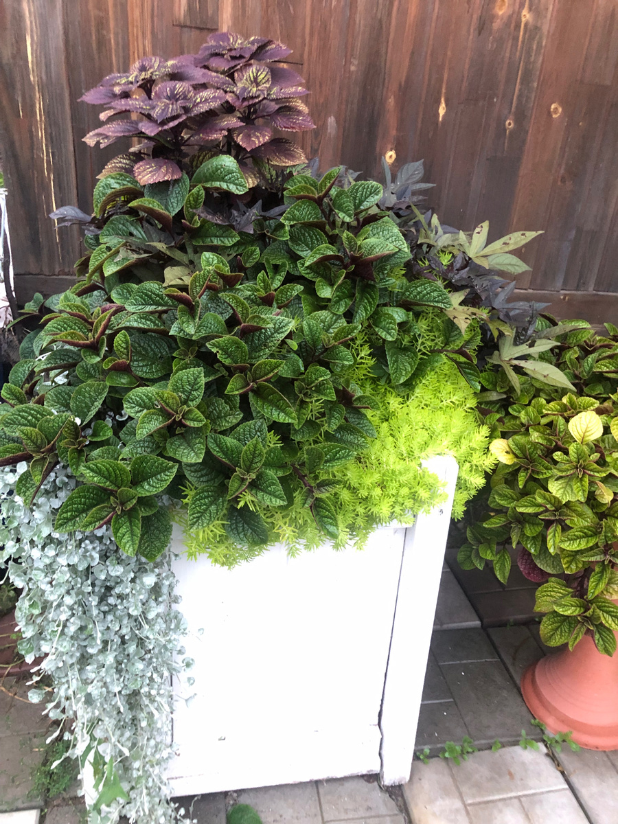 Дихондра с колейсом, плектрантусом 