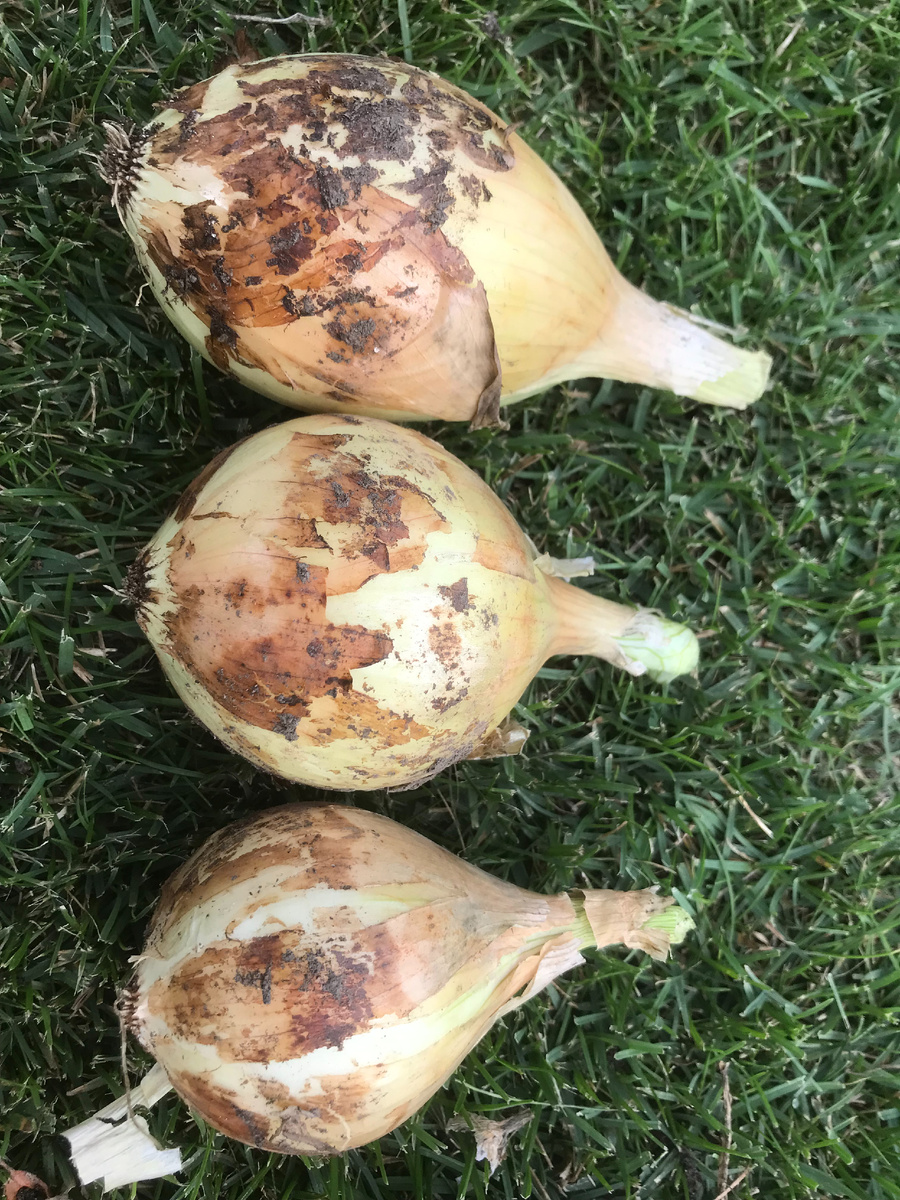 Лук эксибишн