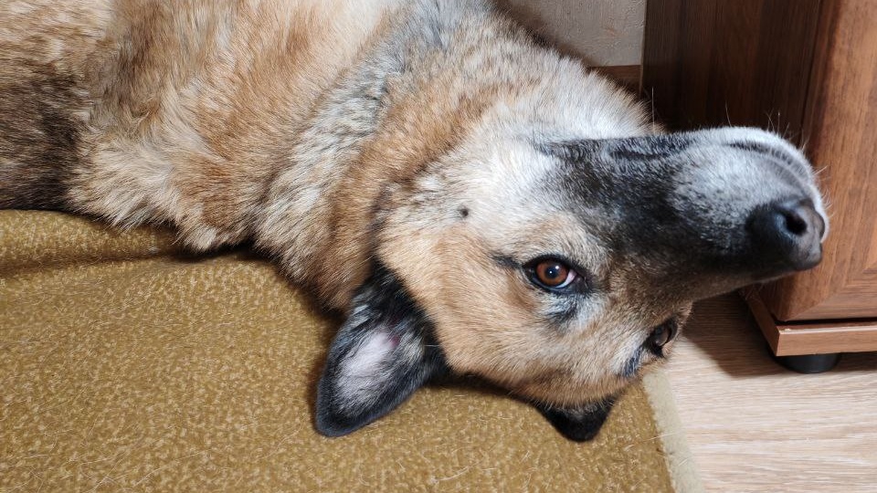 Пёс Лис и его новогодние достижения. Тот самый пёс, который ждал два года, а потом уехал из Москвы в Питер