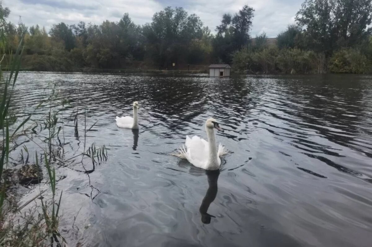    Саратовцы спасли и отправили в Анапу двух замерзающих лебедей