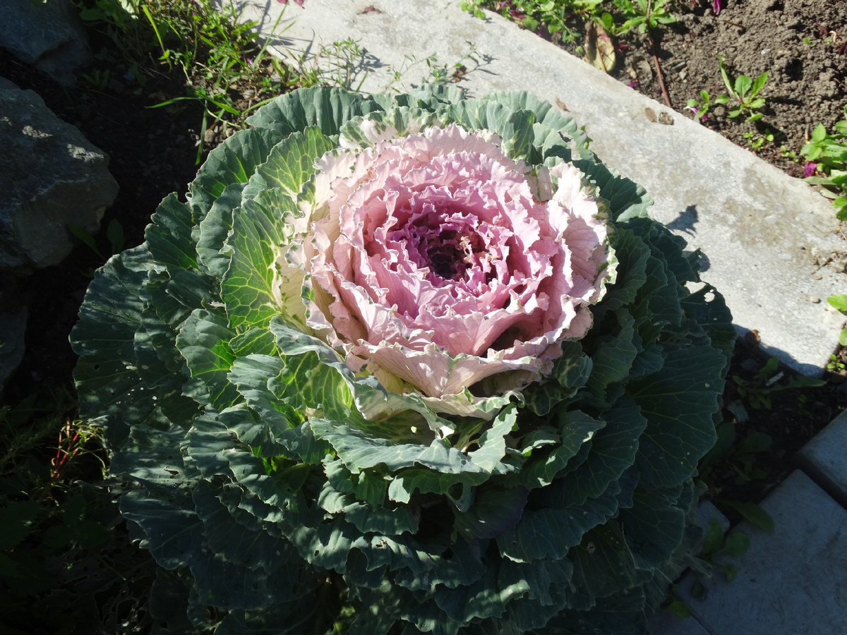 Капуста декоративная