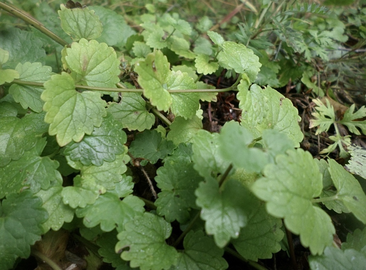 Будра плющевидная (лат. Glechoma hederacea), она же Будра стелющаяся, «собачья мята» и «ведьмина мята». Фото автора 🤳