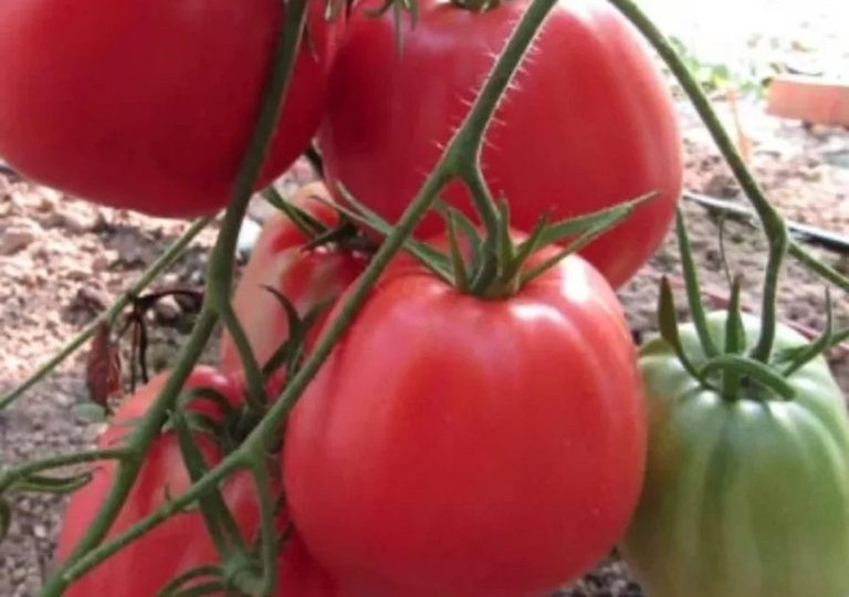 Томат Минусинский урожайный: проверенный сибирский сорт с крупными плодами