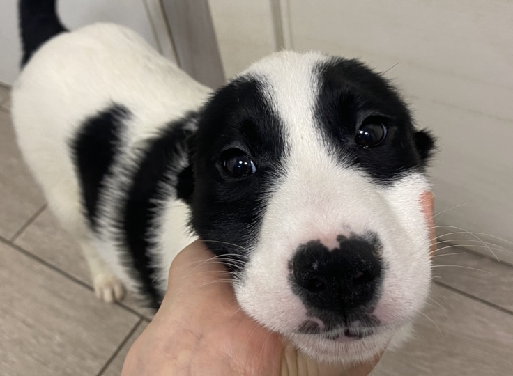 Мультик. Срочный род выпуск вникуда