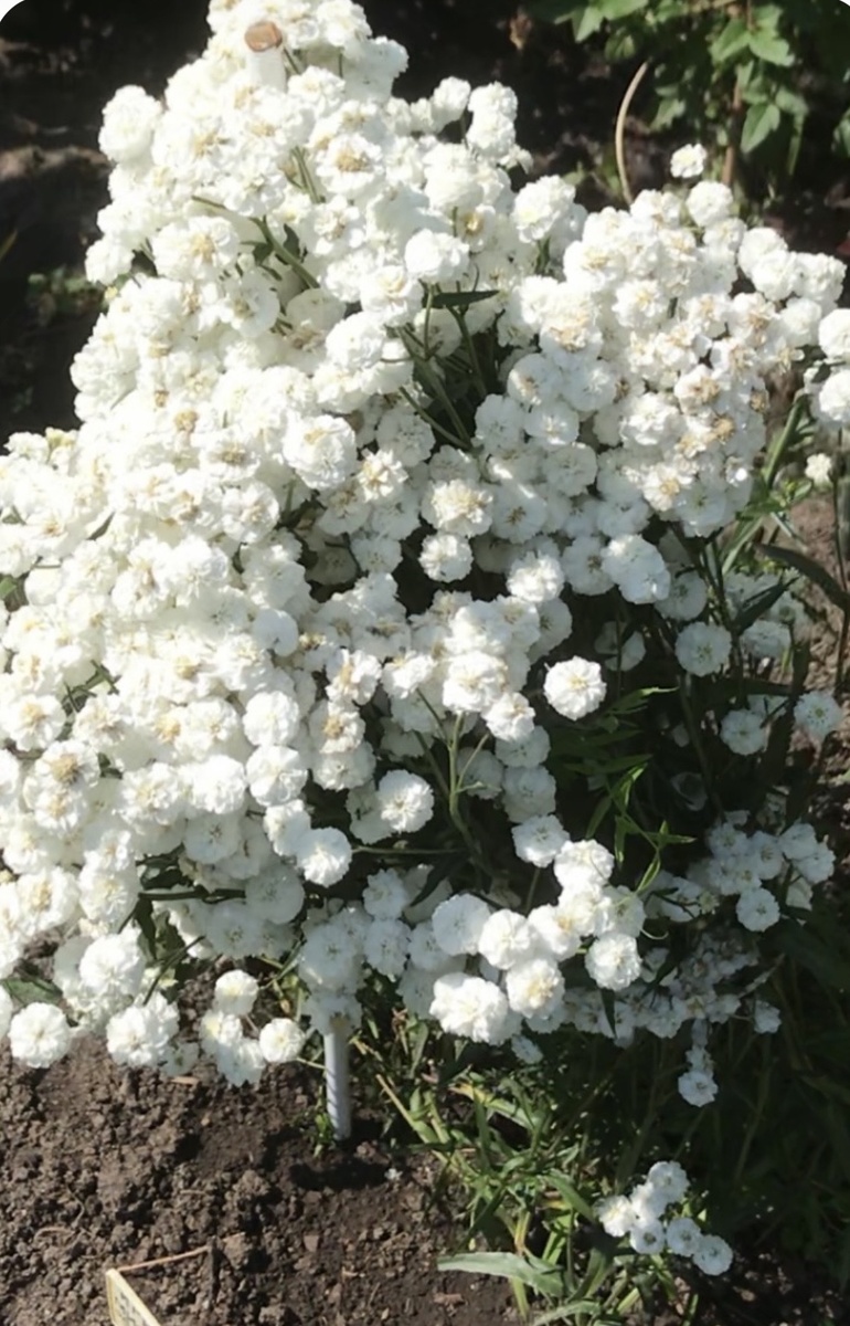 Жемчужница