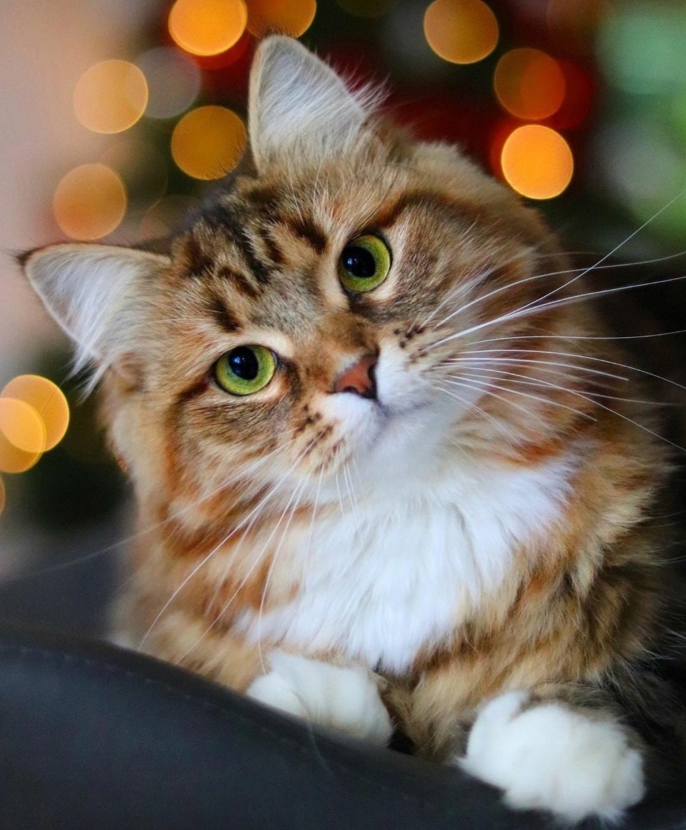 Из свободного доступа