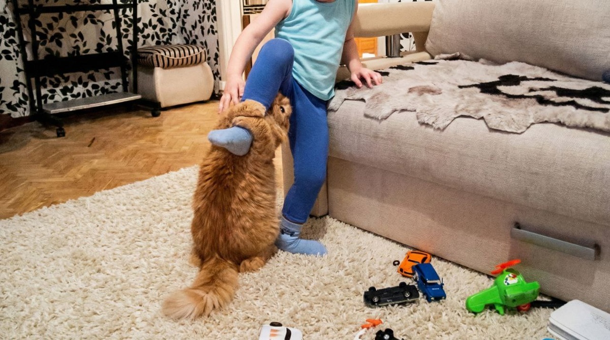 Ребенок на этом видео громко кричал и кидался в кота машинками. В какой-то момент терпение животного лопнуло