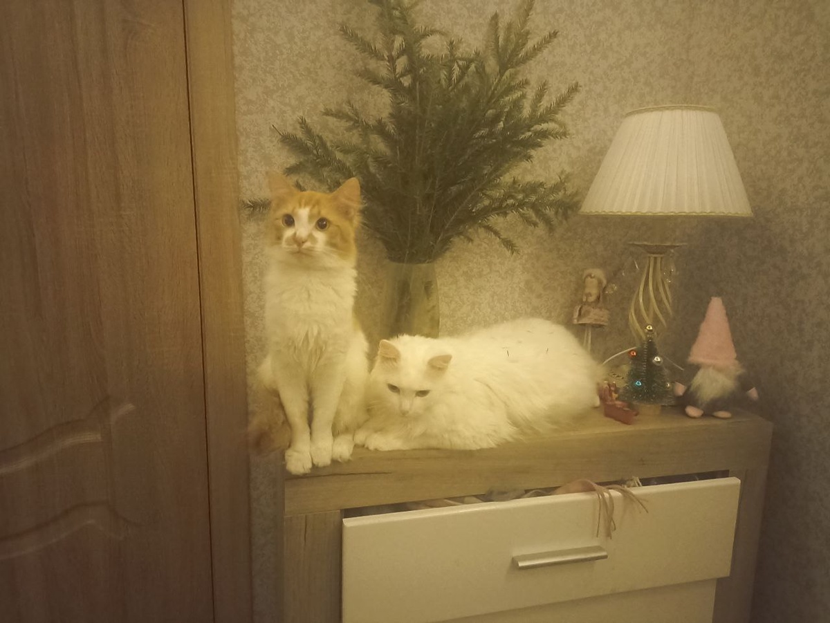 Два друга) Тишка и Семен