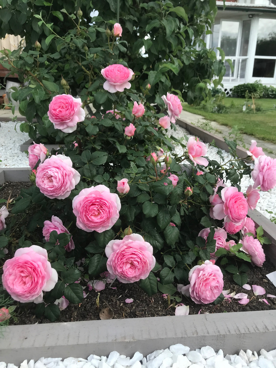 РОЗА Зе Эйншент Маринер